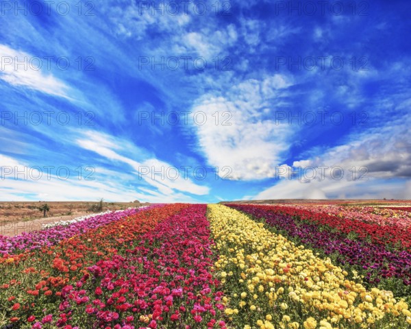 The field of buttercups /ranunculus/ on windy spring day. The flowers are brightly colored stripes