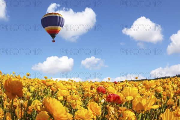 The blossoming fields of garden buttercups. Huge multicolored balloon flies slowly over the field.
