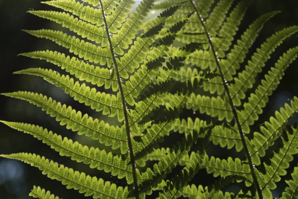 Fern leaf in the forest in spring.Alsace, France