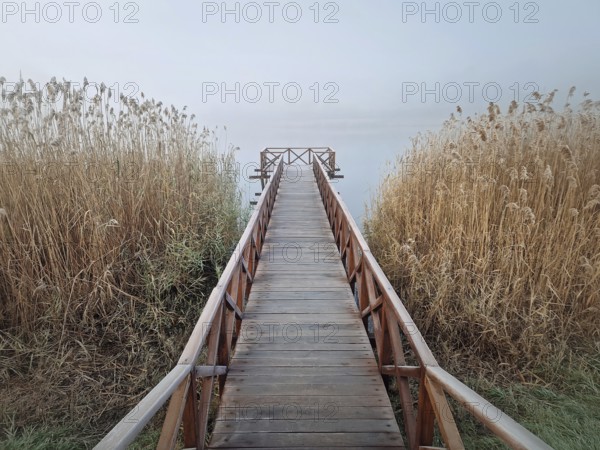 Wooden dock extending into a foggy lake, flanked by tall, dry reeds. Serene and atmospheric scene