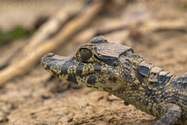 Caiman (Caimaninae), Crocodile (Alligatoridae), crocodile (Crocodylia), animal portrait, young