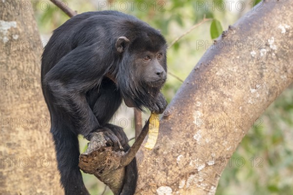 Black howler (Alouatta), Pantanal, inland, wetland, UNESCO Biosphere Reserve, World Heritage Site,