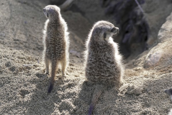 Two meerkats standing back to back in the sand, meerkats or suricates (Suricata suricatta),