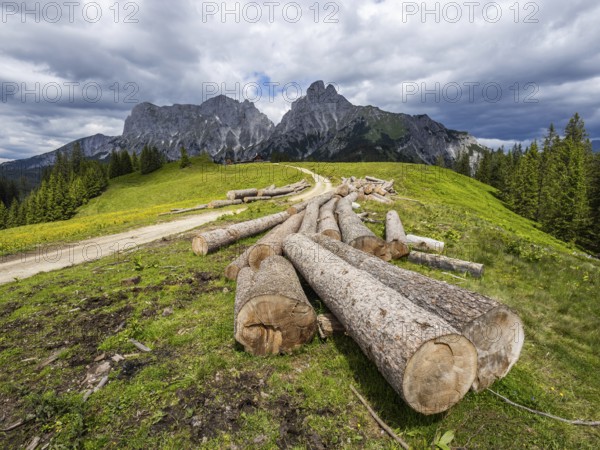 Felled tree trunks, forest path to the Mödlinger Hütte, behind Admonter Kaibling, Admonter