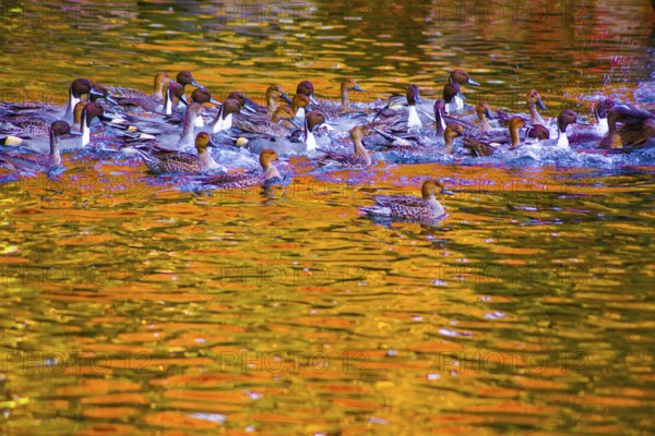 Pond duck with autumn leaves being reflected. Shooting Location: Tokyo metropolitan area