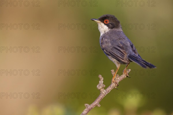 Velvet-headed warbler, (Sylvia melanocephala), warbler family, biotope, habitat, perch, foraging,