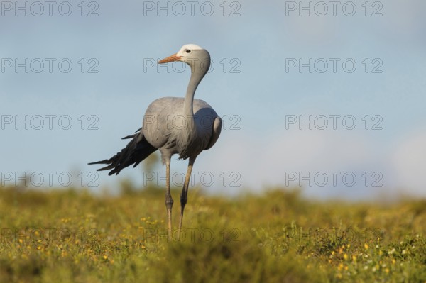 Paradise Crane, (Grus paradisea), (Anthropoides paradisea), Crane family, South Africa, Africa,