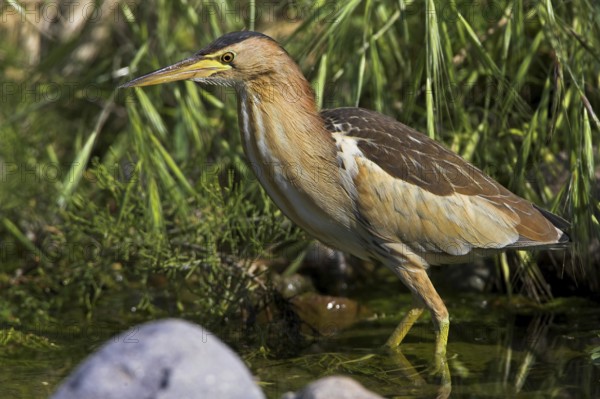 Little Bittern, Little Bittern, (Ixobrychus minutus), foraging, Europe, Greece, Lesbos Island,