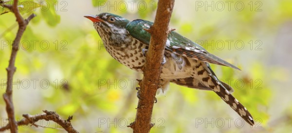 Golden cuckoo, Afrotropical species, family of golden cuckoos, cuckoo, (Chrysococcyx caprius), Wadi