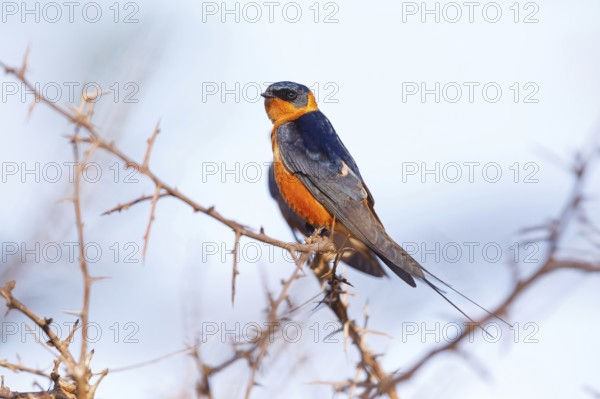 Red-breasted Swallow, (Hirundo semirufa), animals, birds, swallows, perch, Mkuze Game Reserve,
