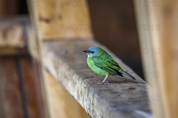 Close-up of a Blue dacnis perched on a wooden board, Serra da Mantiqueira, Atlantic Forest,