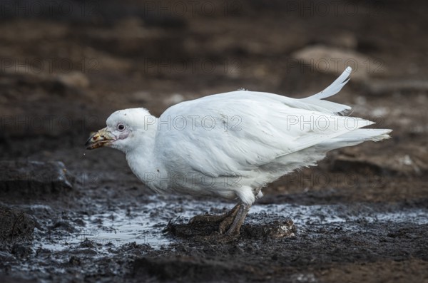 White-faced sheathbill (Chionis alba), drinking at a water source, Bleaker Island, Falkland