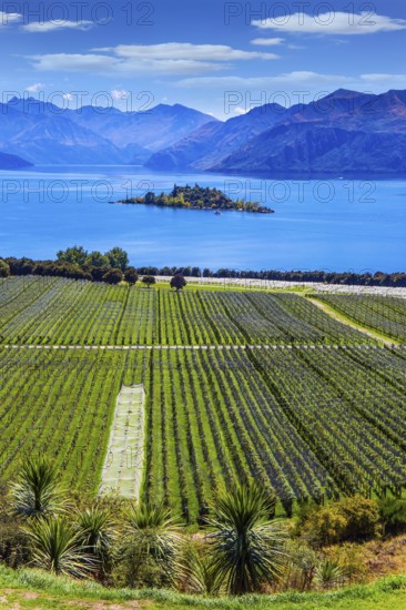 New Zealand, South Island. Picturesque vineyard descends down the mountains to the water. Adorable