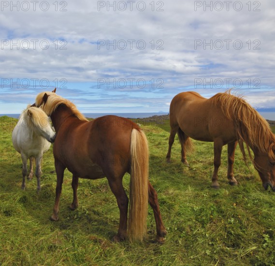 Beautiful and well-groomed horse chestnut and white suit on free ranging. Icelandic horses on the