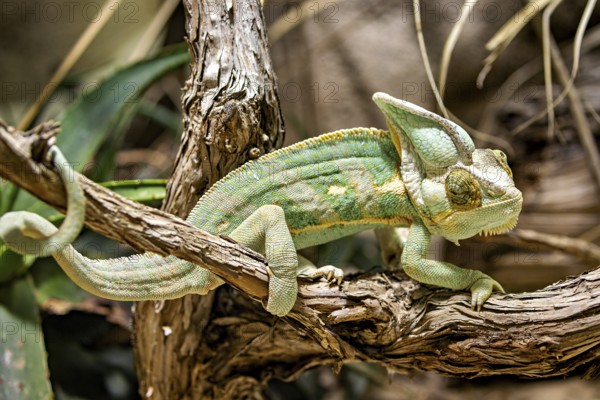 A chameleon sits on a dark brown branch, embedded in a natural environment with plants, A Yemen