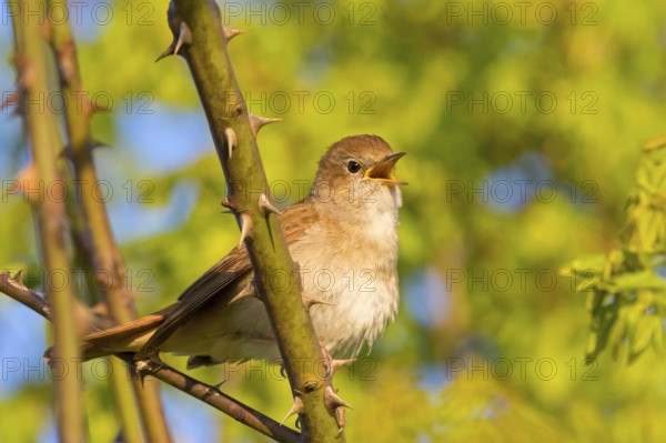 Nightingale, (Luscinia megarhynchos), animals, bird, songbird, family of passerines, classification