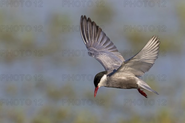 White-bearded Tern, (Chlidonias hybridus, Chlidonias hybrida, family of terns, flight, biotope,