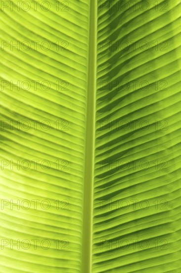 Green leaf texture showing all nerves, Chloroplast with chlorophyll giving color to leaf and used