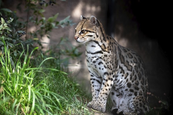 Ocelot (Leopardus pardalis), An ocelot sits among green foliage, its spotted coat highlighted by