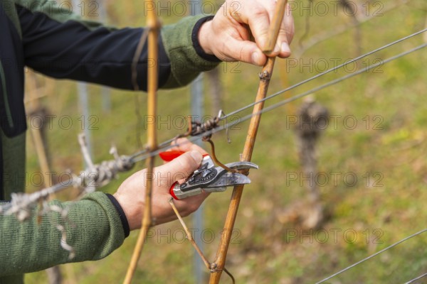 Pruning is one of the most important tasks of the entire wine year. It takes the longest and