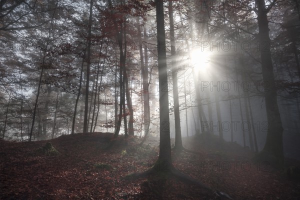Fall image with a shadowed forest, in autumn colors, enlightened by a few sun rays that pierced the