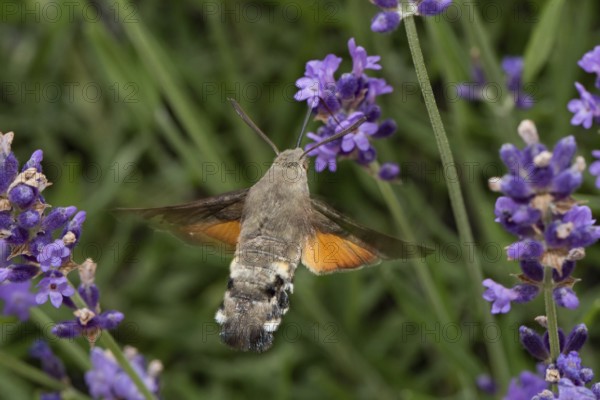 Pigeon tail (Macroglossum stellatarum)