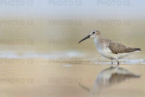 Animal, Animals, Bird, Birds, dunlin (Calidris alpina), Snipe bird, East Khawr / Khawr Ad Dahariz,