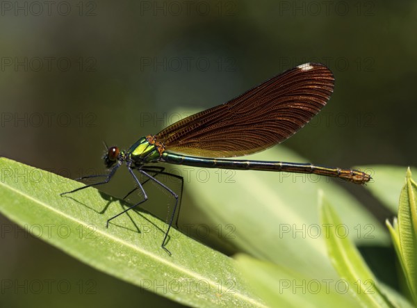 Dragonfly, Dragonfly, Dragonfly, Greece, Lesbos Island, (Crocothemis erythraea), Lesbos, Lesbos