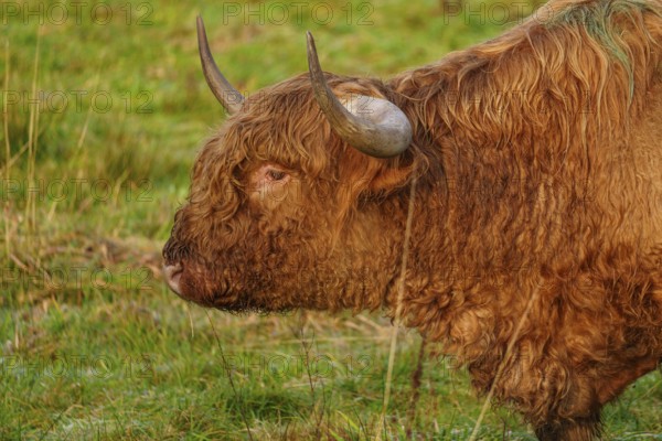 Profile view of a brown Highland cow in a meadow looking into the distance, Velen, münsterland,