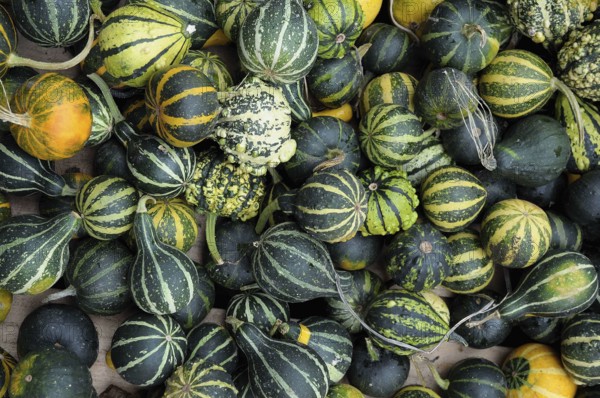 Variety of green and black striped ornamental pumpkins of different sizes. Autumn atmosphere,