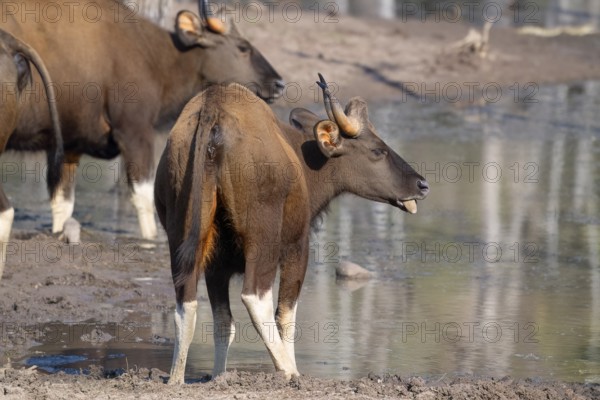 Gaur (Bos gaurus), cattle (Bovini), Indian bison, Satpura National Park, Tiger Reserve, Madhya