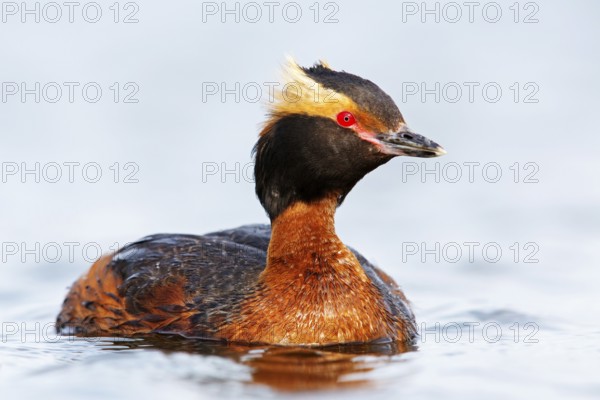 Horned Grebe, (Podiceps auritus), animals, birds, grebe family, swims in the water, Reykjahlíð,