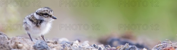 Ringed Plover, (Charadrius hiaticula), animals, birds, plover family, plover family, chicks, baby
