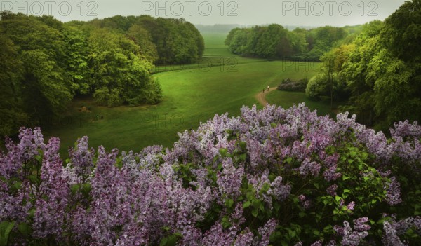 The forest of the Royal Estate De Horsten is worth seeing and has been open to the public since