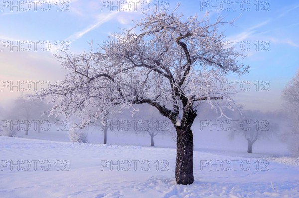 Sunrise with snow at Maulbronn, morning mood, fog with snow, dirt road with snow, sun with rays,
