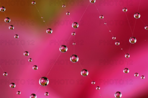 Dewdrops in a spider's web