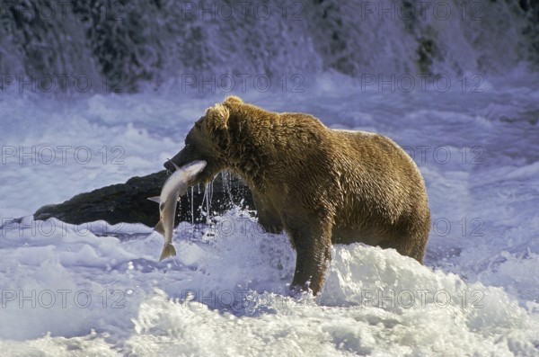 Grizzly Bear (ursus arctos horribilis), Adult standing in River, Fishing Salmon, Katmai park in