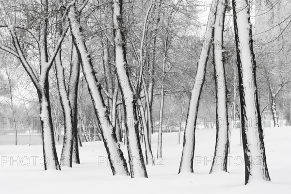 Trees in the Natalka park, close to the Dnieper river in Kiev, Ukraine. One side of the trees is