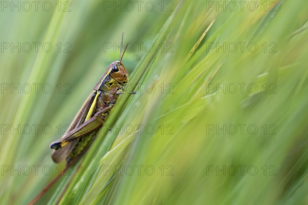 Large marsh grasshopper (Stethophyma grossum), sitting on blade of grass, Murnauer moss nature