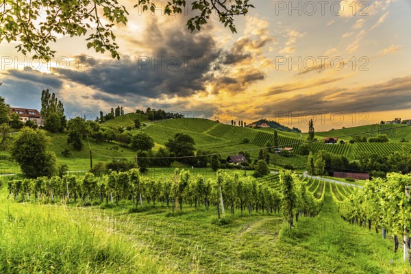South styria vineyards landscape, Sulztal near Gamlitz, Austria. Grape hills view from wine street