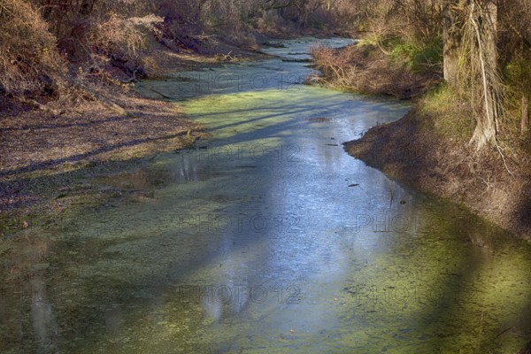 In the alluvial forest