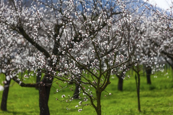 Apricot trees (Prunus armeniaca) in bloom, Wachau, Austria's largest apricot-growing region, Lower