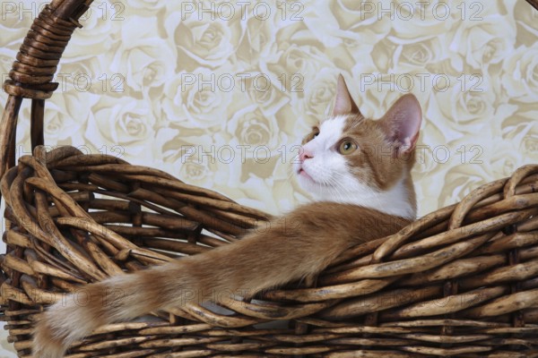 Domestic cat, coat colour dark red-white, in basket, Felis silvestris forma catus, Domestic-cat,