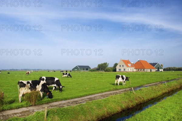 Typical dutch landscape with cows farmland and a farm house