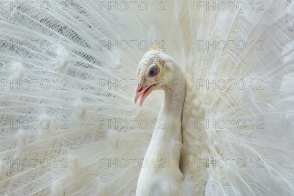 Close up Portrait of White Peacock Varna, Bulgaria