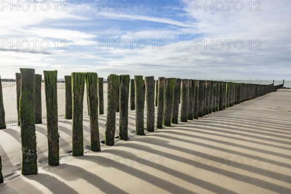 Row of wooden piles, groyne, with algae growth casts shadows on a sunny beach, Groede, Zeeland,