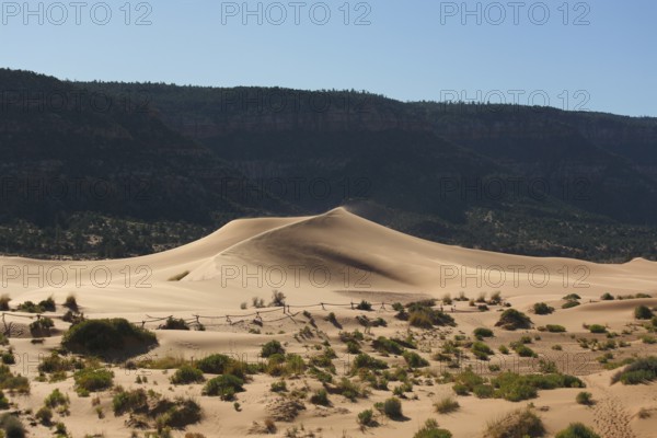 Reserve Coral Pink sand dunes in the U.S.. Low bushes prominently stand out against a pink-orange