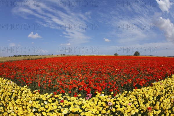 Bright multi-coloured field flowers buttercups