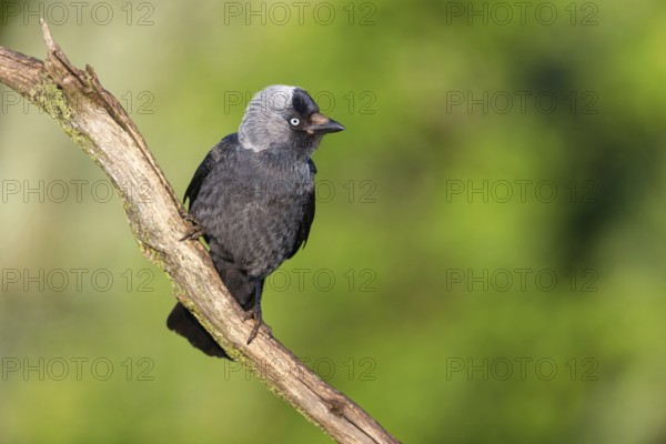 Western jackdaw (Corvus monedula), Choucas des tours, Grajilla Común, Grajilla, Texel, Tiszaalp-r,
