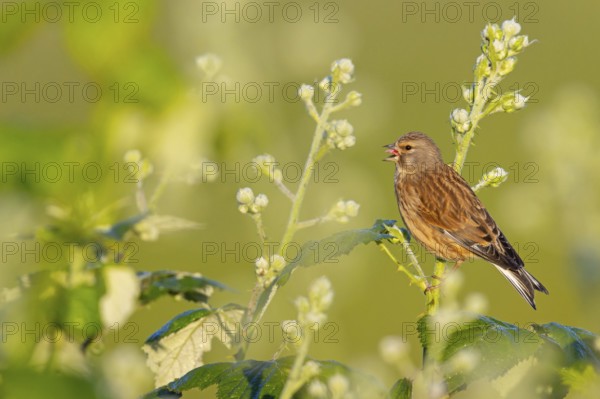 Linnet, Common Linnet, Eurasian Linnet, (Carduelis cannabin), (Acanthis cannabina), Linotte